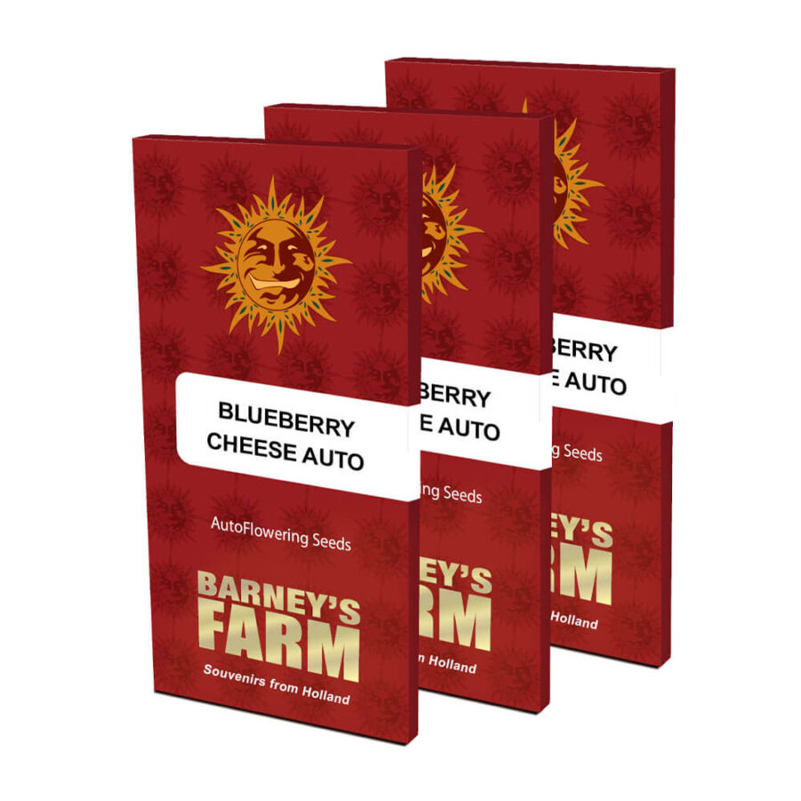 Barney's Farm Blue Cheese Auto autoflowering cannabis seeds (5 Samen Packung)