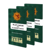 Barney's Farm Blue Cheese feminized cannabis seeds (3 Samen Packung)