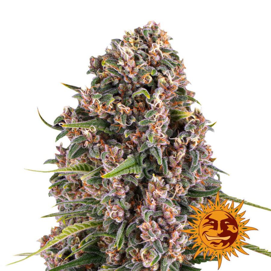 Barney's Farm Blue Cheese feminized cannabis seeds (3 Samen Packung)