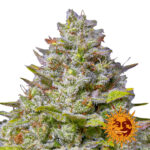 Barney's Farm Blue Gelato 41 feminized cannabis seeds (5 Samen Packung)