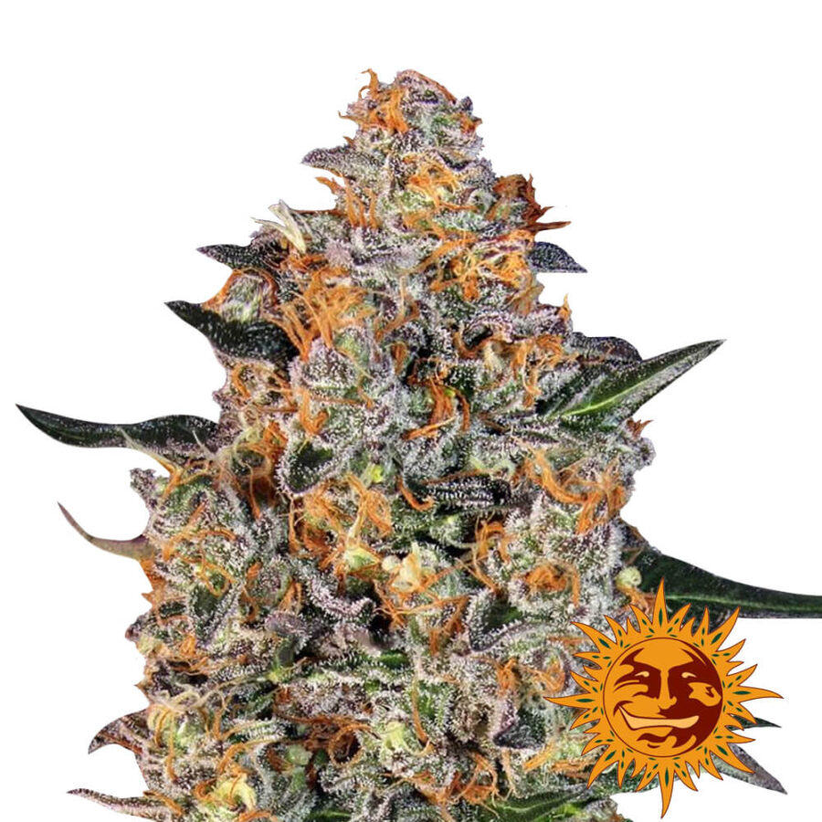 Barney's Farm Bubba Kush feminized cannabis seeds (3 Samen Packung)