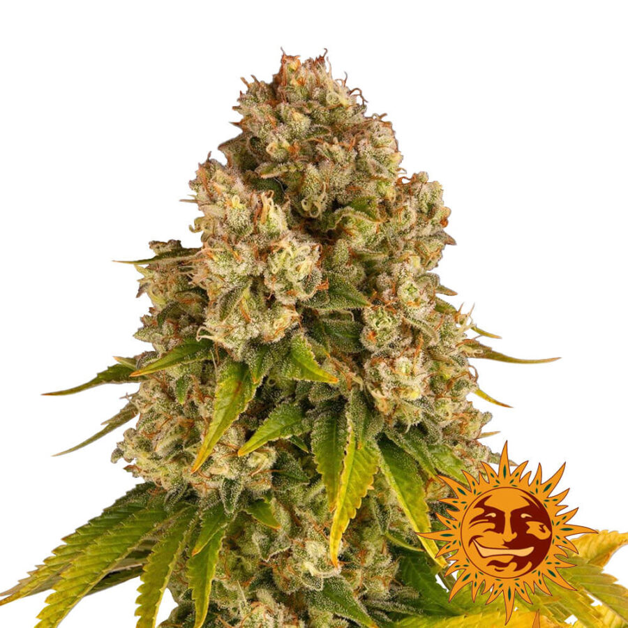 Barney's Farm Cheese Auto autoflowering cannabis seeds (3 Samen Packung)