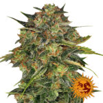 Barney's Farm Cheese feminized cannabis seeds (5 Samen Packung)