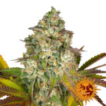 Barney's Farm Cookies Kush Auto autoflowering cannabis seeds (5 Samen Packung)