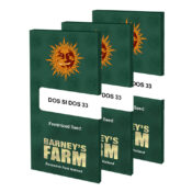 wholesale-barneys-farm-dos-si-dos-33-feminisierte-cannabis-samen-3-samen-packung-1