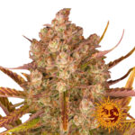 Barney's Farm Dos Si Dos Auto autoflowering cannabis seeds (3 Samen Packung)