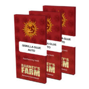 Barney's Farm Gorilla Glue Auto autoflowering cannabis seeds (3 Samen Packung)