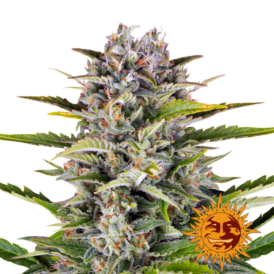 Barney's Farm Gorilla Zkittlez Auto autoflowering cannabis seeds (3 Samen Packung)