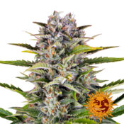 Barney's Farm Gorilla Zkittlez Auto autoflowering cannabis seeds (5 Samen Packung)