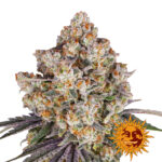 Barney's Farm Ice Cream Cake feminized cannabis seeds (3 Samen Packung)