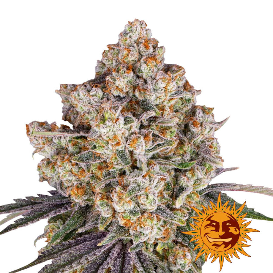 Barney's Farm Ice Cream Cake feminized cannabis seeds (3 Samen Packung)