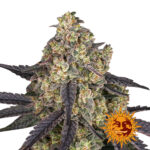 Barney's Farm Kush Mintz feminized cannabis seeds (3 Samen Packung)