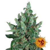 Barney's Farm Laughing Buddha feminized cannabis seeds (5 Samen Packung)