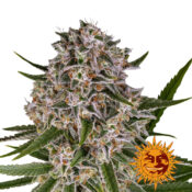 Barney's Farm Lemon Haze Auto autoflowering cannabis seeds (3 Samen Packung)