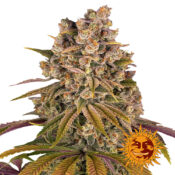 Barney's Farm Lemon Tree feminized cannabis seeds (3 Samen Packung)