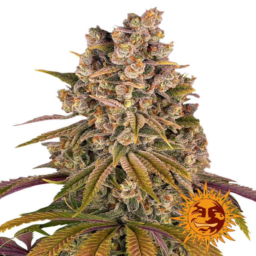 Barney's Farm Lemon Tree feminized cannabis seeds (5 Samen Packung)