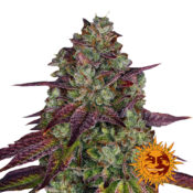 Barney's Farm Mimosa EVO feminized cannabis seeds (5 Samen Packung)