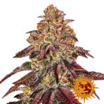 Barney's Farm Mimosa X Orange Punch Auto autoflowering cannabis seeds (3 Samen Packung)