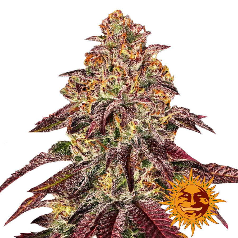 Barney's Farm Mimosa X Orange Punch Auto autoflowering cannabis seeds (5 Samen Packung)