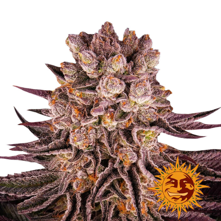 Barney's Farm Mimosa X Orange Punch feminized cannabis seeds (5 Samen Packung)