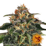 Barney's Farm Moby Dick feminized cannabis seeds (3 Samen Packung)