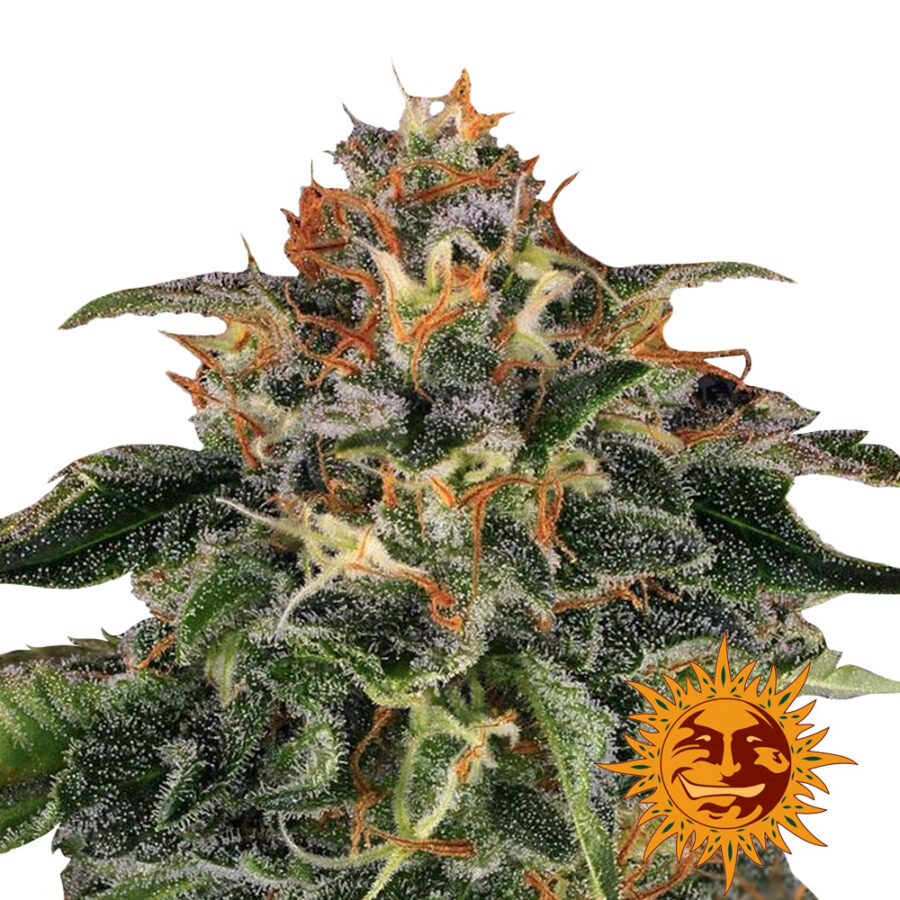 Barney's Farm Lemon Drizzle feminized cannabis seeds (3 Samen Packung)