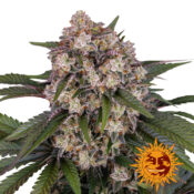 Barney's Farm OG Kush Auto autoflowering cannabis seeds (5 Samen Packung)