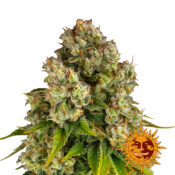 Barney's Farm Purple Punch x Lemon Drizzle feminized cannabis seeds (3 Samen Packung)