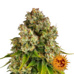 Barney's Farm Purple Punch x Lemon Drizzle feminized cannabis seeds (5 Samen Packung)