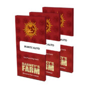 Barney's Farm Runtz Auto autoflowering cannabis seeds (3 Samen Packung)