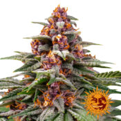 Barney's Farm Runtz Auto autoflowering cannabis seeds (5 Samen Packung)