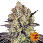 Barney's Farm Runtz feminized cannabis seeds (3 Samen Packung)