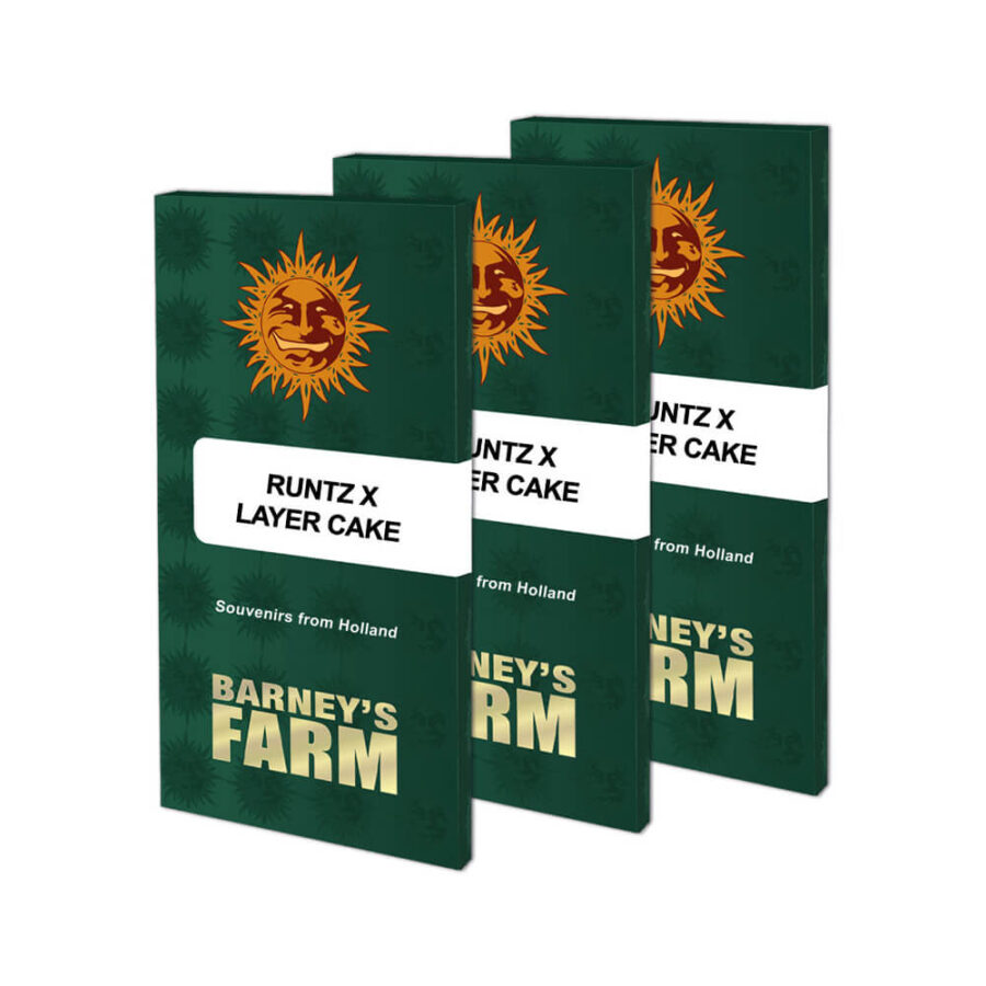 Barney's Farm Runtz x Layer Cake feminized cannabis seeds (3 Samen Packung)