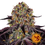 Barney's Farm Runtz x Layer Cake feminized cannabis seeds (5 Samen Packung)