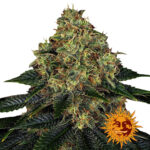 Barney's Farm Skywalker OG Auto autoflowering cannabis seeds (3 Samen Packung)