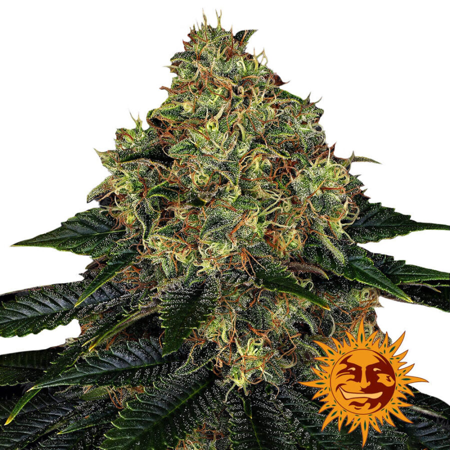 Barney's Farm Skywalker OG Auto autoflowering cannabis seeds (5 Samen Packung)