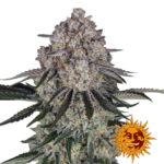 Barney's Farm Sour Diesel Auto autoflowering cannabis seeds (3 Samen Packung)