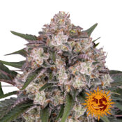 Barney's Farm Sour Diesel feminized cannabis seeds (5 Samen Packung)