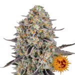 Barney's Farm Sour Strawberry feminized cannabis seeds (3 Samen Packung)