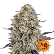 Barney's Farm Sour Strawberry feminized cannabis seeds (5 Samen Packung)