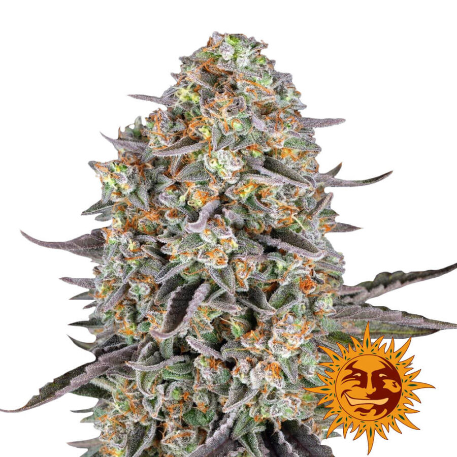 Barney's Farm Sour Strawberry feminized cannabis seeds (5 Samen Packung)