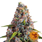 Barney's Farm Strawberry Cheesecake Auto autoflowering cannabis seeds (3 Samen Packung)