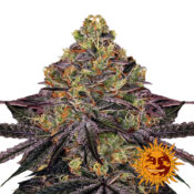 Barney's Farm Watermelon Zkittlez feminized cannabis seeds (5 Samen Packung)