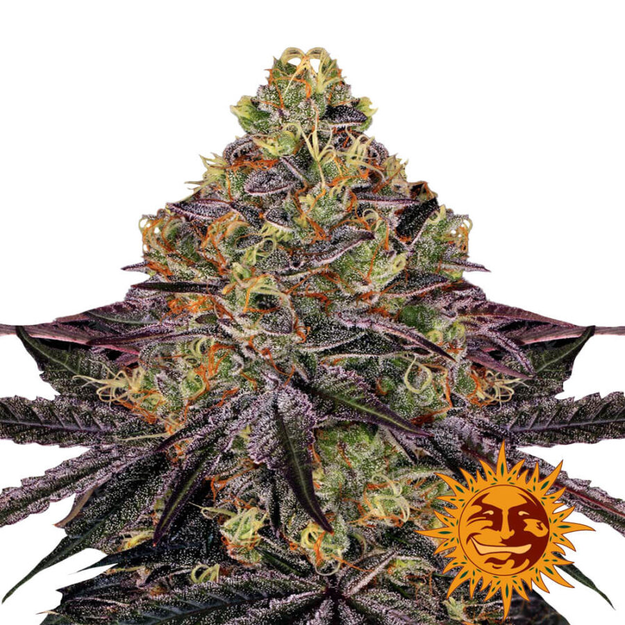 Barney's Farm Watermelon Zkittlez feminized cannabis seeds (5 Samen Packung)