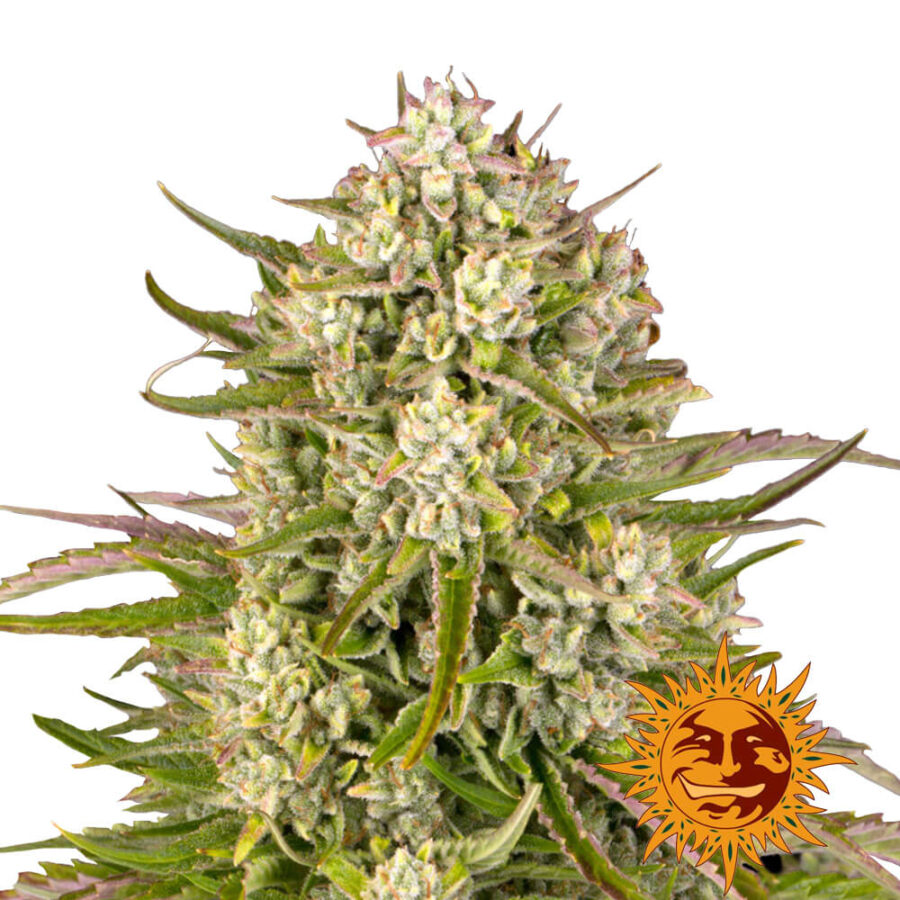 Barney's Farm Wedding Cake Auto autoflowering cannabis seeds (3 Samen Packung)