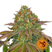 Barney's Farm Wedding Cake feminized cannabis seeds (5 Samen Packung)