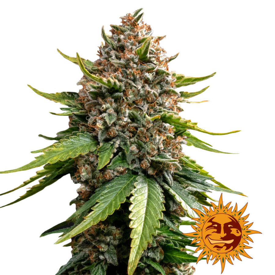 Barney's Farm White Widow XXL Auto autoflowering cannabis seeds (3 Samen Packung)