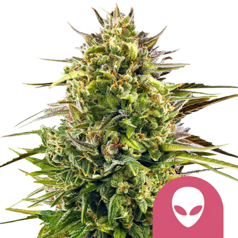 Royal Queen Seeds Alien OG feminized cannabis seeds (3 Samen Packung)