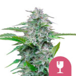 Royal Queen Seeds Critical feminized cannabis seeds (3 Samen Packung)