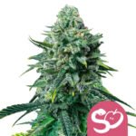 Royal Queen Seeds Forbidden Fruit feminized cannabis seeds (3 Samen Packung)